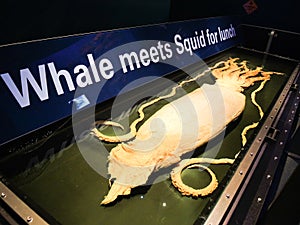 In the hall of exhibition centre shows a giant squid preserved in a water tank.